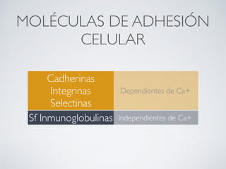 Dependientes de Ca+
Cadherinas
Integrinas
Selectinas
MOLÉCULAS DE ADHESIÓN
CELULAR
Sf Inmunoglobulinas Independientes de Ca+