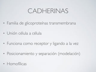 CADHERINAS
• Familia de glicoproteínas transmembrana
• Unión célula a célula
• Funciona como receptor y ligando a la vez
• Posicionamiento y separación (modelación)
• Homofílicas