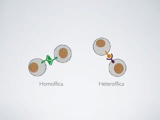 Homofílica Heterofílica