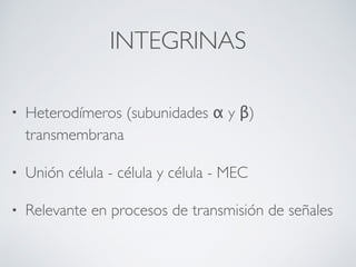 INTEGRINAS
• Heterodímeros (subunidades α y β)
transmembrana
• Unión célula - célula y célula - MEC
• Relevante en procesos de transmisión de señales