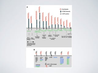 Receptores de adhesión pdf