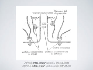 Dominio intracelular: unido al citoesqueleto
Dominio extracelular: unido a otras estructuras