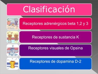 Clasificación
Receptores adrenérgicos beta 1,2 y 3
Receptores de sustancia K
Receptores visuales de Opsina
Receptores de dopamina D-2
 