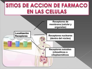 Localización
Receptores
Receptores de
membrana (celular y
organelas)
Receptores nucleares
(dentro del núcleo)
Receptores solubles
(citosólicos o
citoplasmáticos
 
