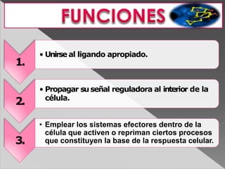 1.
• Unirse al ligando apropiado.
2.
• Propagar suseñal reguladora al interior de la
célula.
3.
• Emplear los sistemas efectores dentro de la
célula que activen o repriman ciertos procesos
que constituyen la base de la respuesta celular.
 