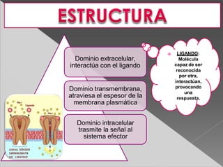 Dominio extracelular,
interactúa con el ligando
Dominio transmembrana,
atraviesa el espesor de la
membrana plasmática
Dominio intracelular
trasmite la señal al
sistema efector
⦿ LIGANDO:
Molécula
capaz de ser
reconocida
por otra,
interactúan,
provocando
una
respuesta.
 