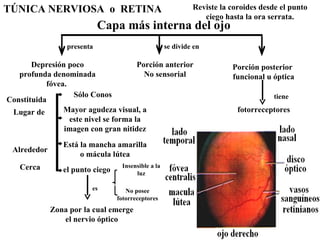 TÚNICA NERVIOSA  o  RETINA Capa más interna del ojo Porción posterior funcional u óptica Porción anterior No sensorial fotorreceptores se divide en  Depresión poco profunda denominada fóvea.  presenta Mayor agudeza visual, a este nivel se forma la imagen con gran nitidez Sólo Conos  Constituida  tiene Lugar de  Está la mancha amarilla o mácula lútea el punto ciego Alrededor Cerca Insensible a la luz No posee fotorreceptores Zona por la cual emerge el nervio óptico es Reviste la coroides desde el punto ciego hasta la ora serrata. 