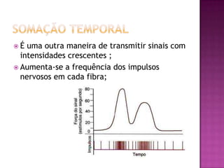 Somação temporalÉ uma outra maneira de transmitir sinais com intensidades crescentes ;Aumenta-se a frequência dos impulsos nervosos em cada fibra;