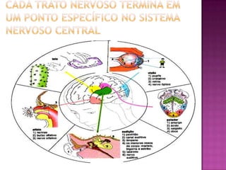 Cada trato nervoso termina em um ponto específico no sistema nervoso central