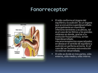 Fonorreceptor
 El oído conforma el órgano del
equilibrio y la audición. Es un órgano
que se encuentra superdesarrollado
principalmente en mamíferos
inferiores terrestres y acuáticos, tal
es el caso de los felinos y los grandes
cetáceos en donde, gracias a su
evolución fisioanatómica, se han
hiperdesarrollado
mecanorreceptocitos especializados
en destacar el sentido de equilibrio y
audición en perfecta armonía. En el
caso del ser humano esta evolución
no está tan desarrollada.
 El oído se divide en tres partes, oído
externo, oído medio y oído interno.
 