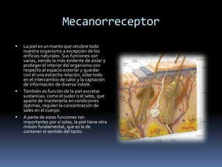 Mecanorreceptor
 La piel es un manto que recubre todo
nuestro organismo a excepción de los
orificios naturales. Sus funciones son
varias, siendo la más evidente de aislar y
proteger el interior del organismo con
respecto al espacio exterior y guardar
con él una estrecha relación, sobe todo
en el intercambio de calor y la captación
de información de diversa índole.
 También es función de la piel excretar
sustancias, como el sudor o el sebo, que
aparte de mantenerla en condiciones
óptimas, regulan la concentración de
sales en el cuerpo.
 A parte de estas funciones tan
importantes por sí solas, la piel tiene otra
misión fundamental, que es la de
contener el sentido del tacto.
 