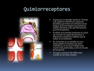 Quimiorreceptores
 El gusto es un sentido "químico". Gracias
a él, podemos identificar sustancias
disueltas que entran en contacto con la
lengua, que es el órgano que posee las
células sensitivas a las que llamaremos
quimiorreceptores.
 El olfato es el sentido mediante el cual el
ser humano es capaz de reconocer y
diferenciar sustancias volátiles que se
hallan en el ambiente.
 En el hombre es un sentido no muy
desarrollado en relación con otros
mamíferos, en los que el olfato está
mucho más potenciado, como en el caso
de los perros.
 El órgano sensitivo del olfato está
situado en las fosas nasales.
 