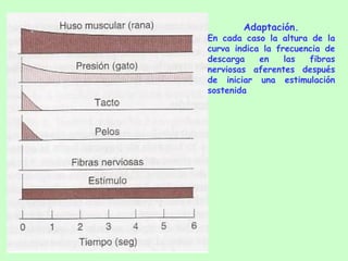 Adaptación. En cada caso la altura de la curva indica la frecuencia de descarga en las fibras nerviosas aferentes después de iniciar una estimulación sostenida 