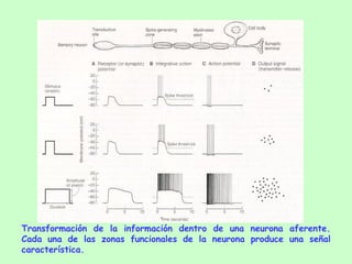 Transformación de la información dentro de una neurona aferente. Cada una de las zonas funcionales de la neurona produce una señal característica. 