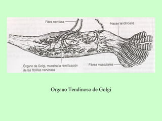 Organo Tendinoso de Golgi 