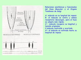 Relaciones anatómicas y funcionales del Huso Muscular y el Organo Tendinoso de Golgi A: músculo en su longitud de reposo B: el músculo se estira y ambos receptores descargan, pero el huso se adapta más rápido. A`: músculo recupera su longitud y tensión originales C:músculo contraído y acortado A 2 : el músculo es estirado hasta su longitud de reposo 