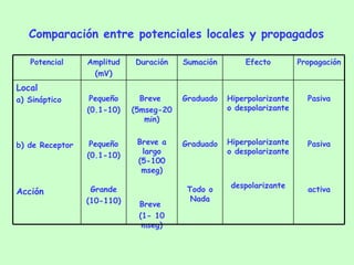 Comparación entre potenciales locales y propagados Pasiva Pasiva activa Hiperpolarizante o despolarizante Hiperpolarizante o despolarizante despolarizante Graduado Graduado Todo o Nada Breve  (5mseg-20 min) Breve a largo (5-100 mseg) Breve  (1- 10 mseg) Pequeño (0.1-10) Pequeño (0.1-10) Grande (10-110) Local a) Sináptico b) de Receptor Acción Propagación Efecto Sumación Duración Amplitud (mV) Potencial 