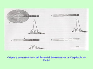 Origen y características del Potencial Generador en un Corpúsculo de Pacini 