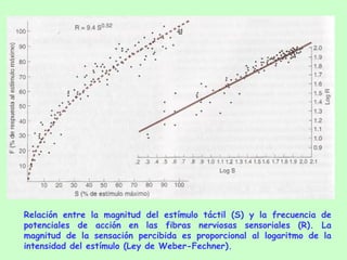 Relación entre la magnitud del estímulo táctil (S) y la frecuencia de potenciales de acción en las fibras nerviosas sensoriales (R). La magnitud de la sensación percibida es proporcional al logaritmo de la intensidad del estímulo (Ley de Weber-Fechner). 