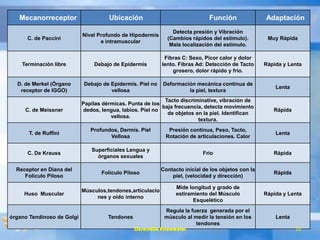 Mecanorreceptor Ubicación Función Adaptación
C. de Paccini
Nivel Profundo de Hipodermis
e intramuscular
Detecta presión y Vibración
(Cambios rápidos del estímulo).
Mala localización del estímulo.
Muy Rápida
Terminación libre Debajo de Epidermis
Fibras C: Sexo, Picor calor y dolor
lento. Fibras Ad: Detección de Tacto
grosero, dolor rápido y frío.
Rápida y Lenta
D. de Merkel (Órgano
receptor de IGGO)
Debajo de Epidermis. Piel no
vellosa
Deformación mecánica continua de
la piel, textura
Lenta
C. de Meissner
Papilas dérmicas. Punta de los
dedos, lengua, labios. Piel no
vellosa.
Tacto discriminative, vibración de
baja frecuencia, detecta movimiento
de objetos en la piel. Identifican
textura.
Rápida
T. de Ruffini
Profundos, Dermis. Piel
Vellosa
Presión continua, Peso, Tacto,
Rotación de articulaciones. Calor
Lenta
C. De Krauss
Superficiales Lengua y
órganos sexuales
Frío Rápida
Receptor en Diana del
Folículo Piloso
Folículo Piloso
Contacto inicial de los objetos con la
piel, (velocidad y dirección)
Rápida
Huso Muscular
Músculos,tendones,articulacio
nes y oído interno
Mide longitud y grado de
estiramiento del Músculo
Esquelético
Rápida y Lenta
órgano Tendinoso de Golgi Tendones
Regula la fuerza generada por el
músculo al medir la tensión en los
tendones
Lenta
Desarrollo Psicomotor 10
 