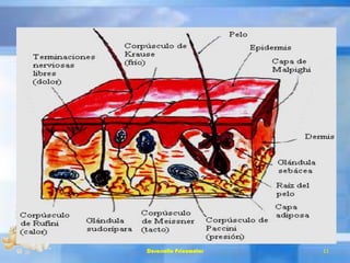 Desarrollo Psicomotor 11
 