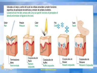 Desarrollo Psicomotor 13
 