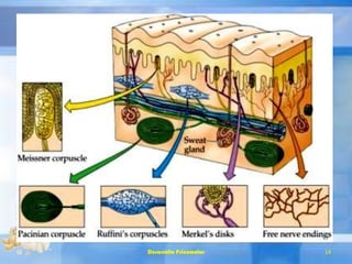 Desarrollo Psicomotor 14
 