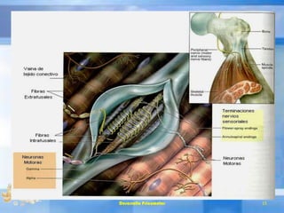 Desarrollo Psicomotor 15
 