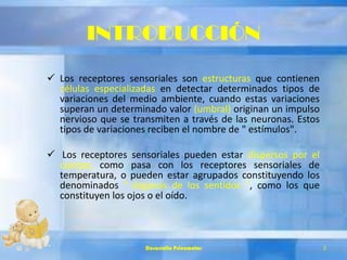 INTRODUCCIÓN
 Los receptores sensoriales son estructuras que contienen
células especializadas en detectar determinados tipos de
variaciones del medio ambiente, cuando estas variaciones
superan un determinado valor (umbral) originan un impulso
nervioso que se transmiten a través de las neuronas. Estos
tipos de variaciones reciben el nombre de " estímulos".
 Los receptores sensoriales pueden estar dispersos por el
cuerpo, como pasa con los receptores sensoriales de
temperatura, o pueden estar agrupados constituyendo los
denominados " órganos de los sentidos ", como los que
constituyen los ojos o el oído.
Desarrollo Psicomotor 2
 