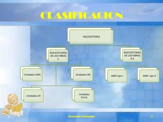CLASIFICACION
NOCICEPTORES
NOCICEPTORES
DE LAS FIBRAS
C
Unidades CMH Unidades CM
Unidades CH
Unidades
Cm₁H₁
NOCICEPTORES
DE LAS FIBRAS
A δ
AMH tipo I AMH tipo II
Desarrollo Psicomotor 20
 