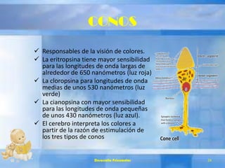 CONOS
 Responsables de la visión de colores.
 La eritropsina tiene mayor sensibilidad
para las longitudes de onda largas de
alrededor de 650 nanómetros (luz roja)
 La cloropsina para longitudes de onda
medias de unos 530 nanómetros (luz
verde)
 La cianopsina con mayor sensibilidad
para las longitudes de onda pequeñas
de unos 430 nanómetros (luz azul).
 El cerebro interpreta los colores a
partir de la razón de estimulación de
los tres tipos de conos
Desarrollo Psicomotor 24
 