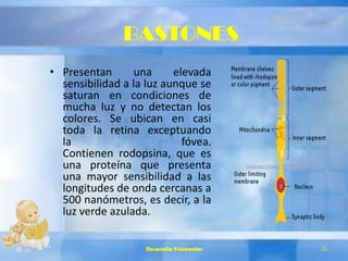 BASTONES
• Presentan una elevada
sensibilidad a la luz aunque se
saturan en condiciones de
mucha luz y no detectan los
colores. Se ubican en casi
toda la retina exceptuando
la fóvea.
Contienen rodopsina, que es
una proteína que presenta
una mayor sensibilidad a las
longitudes de onda cercanas a
500 nanómetros, es decir, a la
luz verde azulada.
Desarrollo Psicomotor 25
 