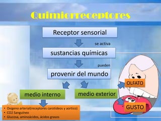 Quimiorreceptores
Receptor sensorial
se activa
sustancias químicas
provenir del mundo
pueden
medio exteriormedio interno
OLFATO
GUSTO• Oxigeno arterial(receptores carotideos y aortico)
• CO2 Sanguíneo
• Glucosa, aminoácidos, ácidos grasos
 