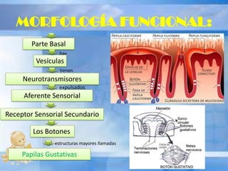MORFOLOGÍA FUNCIONAL:
Parte Basal
hay
Vesículas
tienen
Neurotransmisores
Aferente Sensorial
expulsados
Receptor Sensorial Secundario
Los Botones
estructuras mayores llamadas
Papilas Gustativas
 