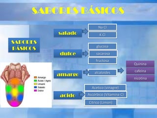 SABORES BÁSICOS
SABORES
BÁSICOS
salado
dulce
amargo
acido
alcaloides
Acetico (vinagre)
fructosa
sacarosa
glucosa
K Cl
Na Cl
Ascórbico (Vitamina C)
Citrico (Limon)
nicotina
cafeina
Quinina
 