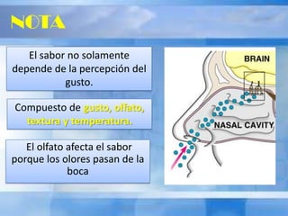 El olfato afecta el sabor
porque los olores pasan de la
boca
El sabor no solamente
depende de la percepción del
gusto.
NOTA
Compuesto de gusto, olfato,
textura y temperatura.
 