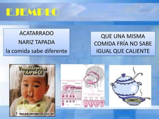 ACATARRADO
NARIZ TAPADA
la comida sabe diferente
EJEMPLO
QUE UNA MISMA
COMIDA FRÍA NO SABE
IGUAL QUE CALIENTE
 