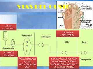 CÉLULA
GUSTATIVA
AFERENTE
SENSORIAL
PARES CRANEALES
FACIAL
GLOSOFARINGEO
VAGO
TÁLAMO O
DIENCÉFALO
CORTEZA GUSTATIVA: ÁREA
43, LOCALIZADO SOBRE EL
SURCO CEREBRAL LATERAL EN
LA CORTEZA PARIETAL
VIAS DEL GUSTO
 