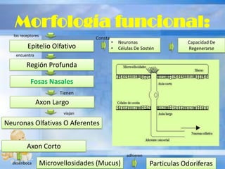 Morfología funcional:
los receptores
Epitelio Olfativo
Región Profunda
Fosas Nasales
Tienen
Axon Largo
Neuronas Olfativas O Aferentes
viajan
Microvellosidades (Mucus)
adhieren
Particulas Odoriferas
Capacidad De
Regenerarse
encuentra
desenboca
.
• Neuronas
• Células De Sostén
Consta
Axon Corto
 