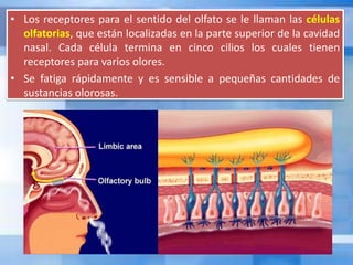 • Los receptores para el sentido del olfato se le llaman las células
olfatorias, que están localizadas en la parte superior de la cavidad
nasal. Cada célula termina en cinco cilios los cuales tienen
receptores para varios olores.
• Se fatiga rápidamente y es sensible a pequeñas cantidades de
sustancias olorosas.
 