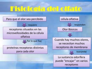 Fisiología del olfato
Para que el olor sea percibido
requiere
receptores situados en las
microvellosidades de la célula
olfativa
Por lo que hay
proteínas receptoras distintas
para cada olor
célula olfativa
Olor Básicos
responden
Cuando hay muchos olores,
se necesitan muchos
receptores de membrana
transmite
La sustancia odorífera
puede “encajar” en varios
receptores
 