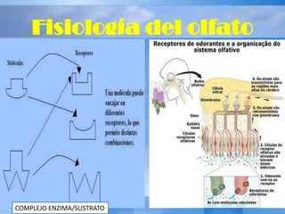 Fisiología del olfato
COMPLEJO ENZIMA/SUSTRATO
 