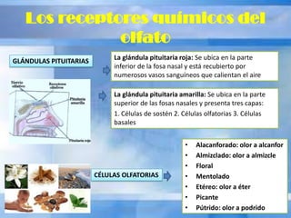 Los receptores químicos del
olfato
• Alacanforado: olor a alcanfor
• Almizclado: olor a almizcle
• Floral
• Mentolado
• Etéreo: olor a éter
• Picante
• Pútrido: olor a podrido
GLÁNDULAS PITUITARIAS La glándula pituitaria roja: Se ubica en la parte
inferior de la fosa nasal y está recubierto por
numerosos vasos sanguíneos que calientan el aire
La glándula pituitaria amarilla: Se ubica en la parte
superior de las fosas nasales y presenta tres capas:
1. Células de sostén 2. Células olfatorias 3. Células
basales
CÉLULAS OLFATORIAS
 