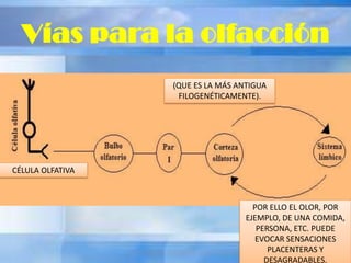 Vías para la olfacción
CÉLULA OLFATIVA
(QUE ES LA MÁS ANTIGUA
FILOGENÉTICAMENTE).
POR ELLO EL OLOR, POR
EJEMPLO, DE UNA COMIDA,
PERSONA, ETC. PUEDE
EVOCAR SENSACIONES
PLACENTERAS Y
DESAGRADABLES.
 