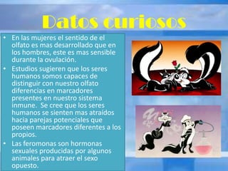 Datos curiosos
• En las mujeres el sentido de el
olfato es mas desarrollado que en
los hombres, este es mas sensible
durante la ovulación.
• Estudios sugieren que los seres
humanos somos capaces de
distinguir con nuestro olfato
diferencias en marcadores
presentes en nuestro sistema
inmune. Se cree que los seres
humanos se sienten mas atraídos
hacia parejas potenciales que
poseen marcadores diferentes a los
propios.
• Las feromonas son hormonas
sexuales producidas por algunos
animales para atraer el sexo
opuesto.
 