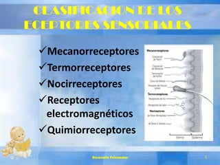 CLASIFICACION DE LOS
ECEPTORES SENSORIALES
Mecanorreceptores
Termorreceptores
Nocirreceptores
Receptores
electromagnéticos
Quimiorreceptores
Desarrollo Psicomotor 5
 