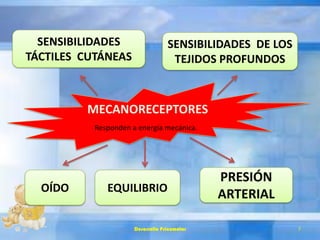 MECANORECEPTORES
Responden a energía mecánica.
SENSIBILIDADES
TÁCTILES CUTÁNEAS
SENSIBILIDADES DE LOS
TEJIDOS PROFUNDOS
PRESIÓN
ARTERIALEQUILIBRIOOÍDO
Desarrollo Psicomotor 7
 