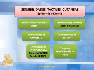 SENSIBILIDADES TÁCTILES CUTÁNEAS
Epidermis y Dermis
Terminaciones Bulbares
Discos de MERKEL
Terminaciones Nerviosas
Libres
Terminaciones en
RAMILLETE
Terminaciones de
RUFFINI
Terminaciones
ENCAPSULADAS
Ter. de MEISSNER
Ter. de KRAUSE
Órganos
Terminales de los
Pelos
Desarrollo Psicomotor 8
 