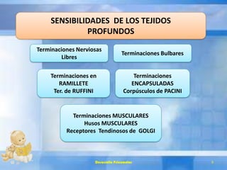 SENSIBILIDADES DE LOS TEJIDOS
PROFUNDOS
Terminaciones Bulbares
Terminaciones Nerviosas
Libres
Terminaciones en
RAMILLETE
Ter. de RUFFINI
Terminaciones
ENCAPSULADAS
Corpúsculos de PACINI
Terminaciones MUSCULARES
Husos MUSCULARES
Receptores Tendinosos de GOLGI
Desarrollo Psicomotor 9
 