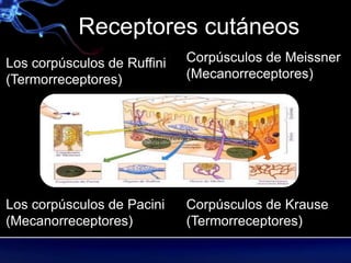 Reseptor Pacini Ruffini receptores Sensoriales. 2pptx.pptx